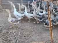 Geese — 照片 2