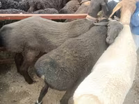 Juhok (tétel, nem megadva), Edilbay sheep — 1. fotó