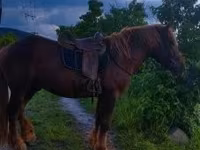 Cavalo, Cavalos — foto 7