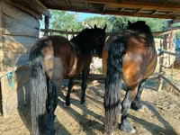 母马, Horses — 照片 5