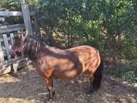Yegua, Caballos — foto 4