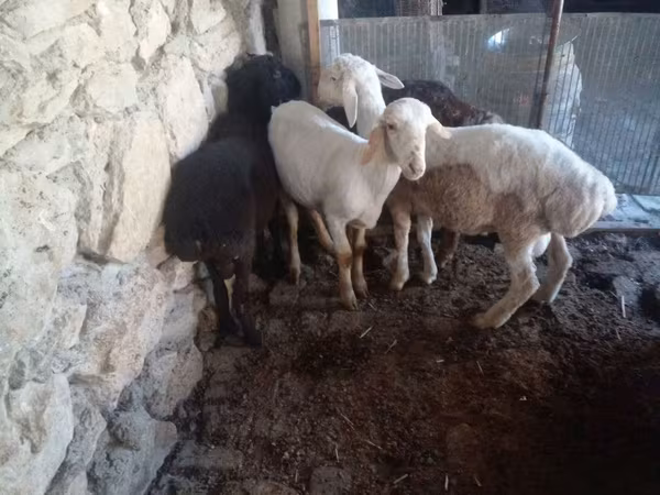 公羊, Rhon sheep