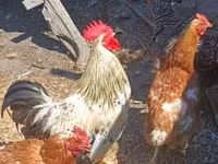 Chickens — Foto 5