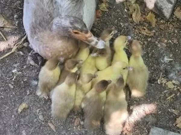 Ducks — Magyarország