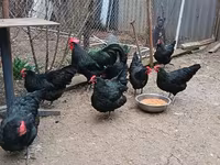 Australorp — 2. fotó