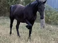 घोड़ी, Friesian — फ़ोटो 5