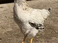 Chickens — foto 1