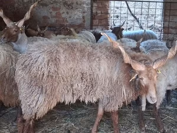Beran, Racka sheep — Maďarsko