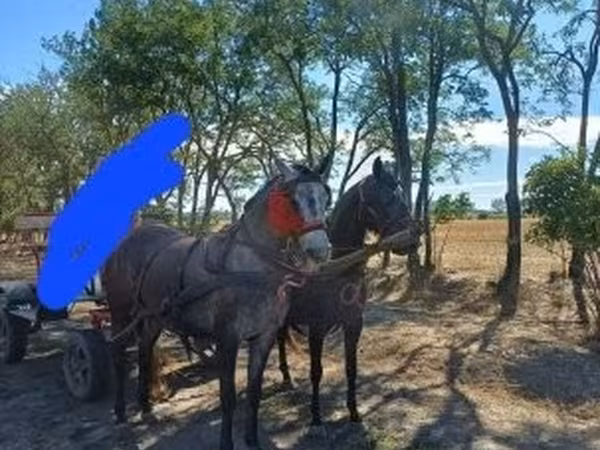 Klisna, Koně — Maďarsko