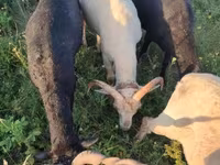Kos, Tsigai sheep — 2. fotó