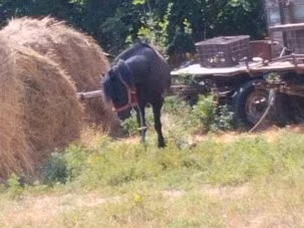 公马, Horses