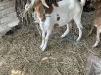 母山羊, Goats — 照片 5