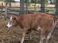 بقرة, Simmental cattle — الصورة 7