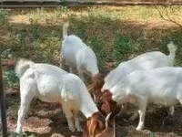Keçi, Boer goat — foto 7