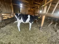 母牛, Holstein breed — 照片 2