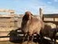 Oveja, Kazakh fat-tailed coarsewool sheep — foto 4
