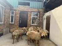 Baran, Rhon sheep — zdjęcie 7