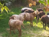 أغنام (دفعة، الجنس غير محدد), Arashan sheep — الصورة 2