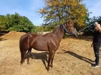 Mare, Standardbred — photo 3