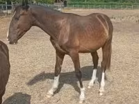 घोड़ा, Lipizzaner — फ़ोटो 2