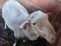 公羊, Merino sheep — 照片 1
