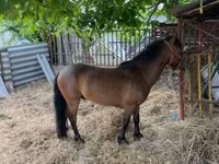 Hing, Lovak — 8. fotó
