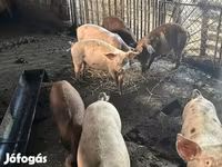 सूअर (लॉट, लिंग निर्दिष्ट नहीं), सूअर — फ़ोटो 2