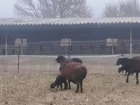 母羊, Sheep — 照片 1