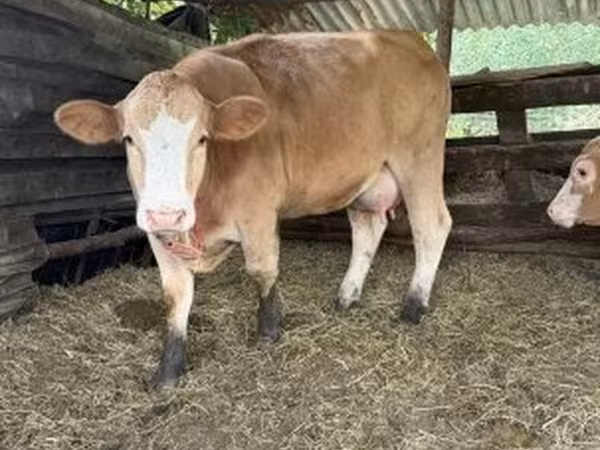 Tehén, Simmental cattle — Magyarország