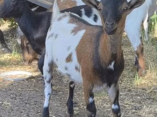 Ziege, Ziegen