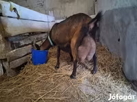 Bak, Alpine goat — 1. fotó