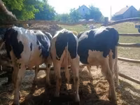Bull, Holstein breed — photo 1