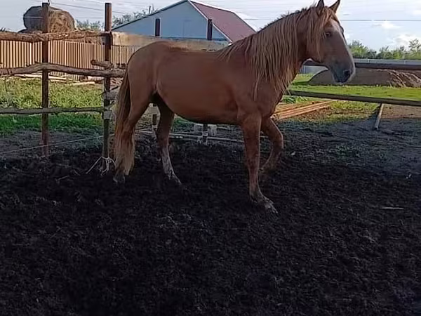 Hing, Kushum Horse