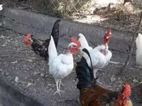 Chickens — 照片 2