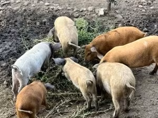 خنزير ذكر,  — هنغاريا