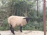 Kos, White Suffolk sheep — 2. fotó