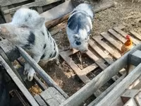 Boar, Вьетнамская вислобрюхая — photo 2