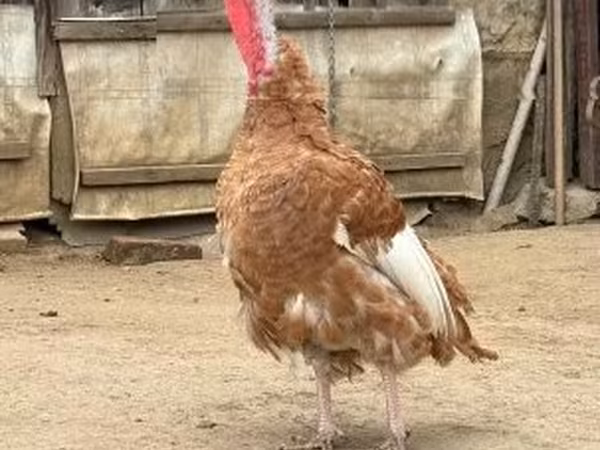 Jersey buff — Magyarország