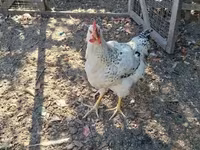 Chickens — फ़ोटो 4