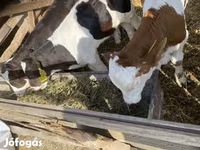 Bulle, Simmental cattle — Foto 3