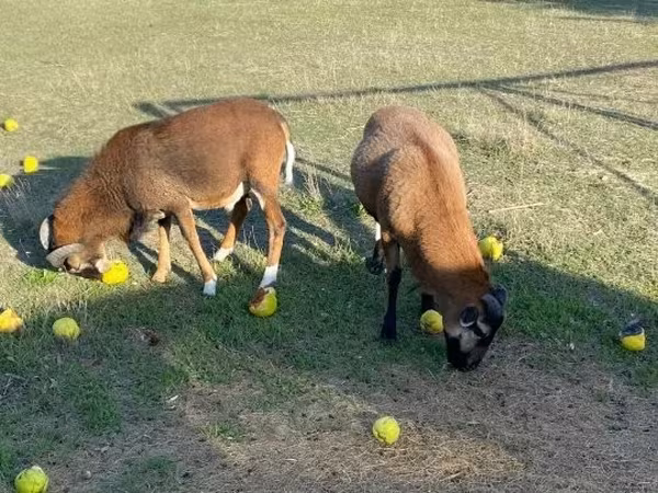 Kos, Cameroon sheep — Magyarország