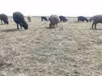 Qoç, Rhon sheep — foto 5