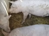 Disznók (tétel, nem megadva), Крупная белая — 4. fotó