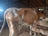 Krowa, Simmental cattle — zdjęcie 1
