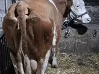 Cow, Hungarian Grey breed — photo 3