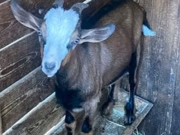 公山羊, Goats