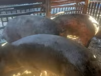 Pigs (batch, sex not specified), Pigs — photo 5