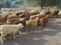 Kos, Juhok — 8. fotó