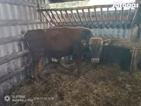 Toro, Vaca Limousin — foto 3