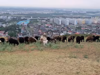 Ram, Sheep — photo 4